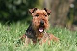 WELSH TERRIER 025